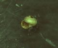 Paladilhiopsis&nbsp;virei